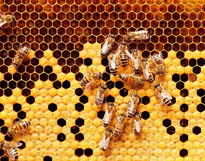 Bees on honeycomb.