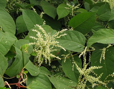 Japanese Knotweed