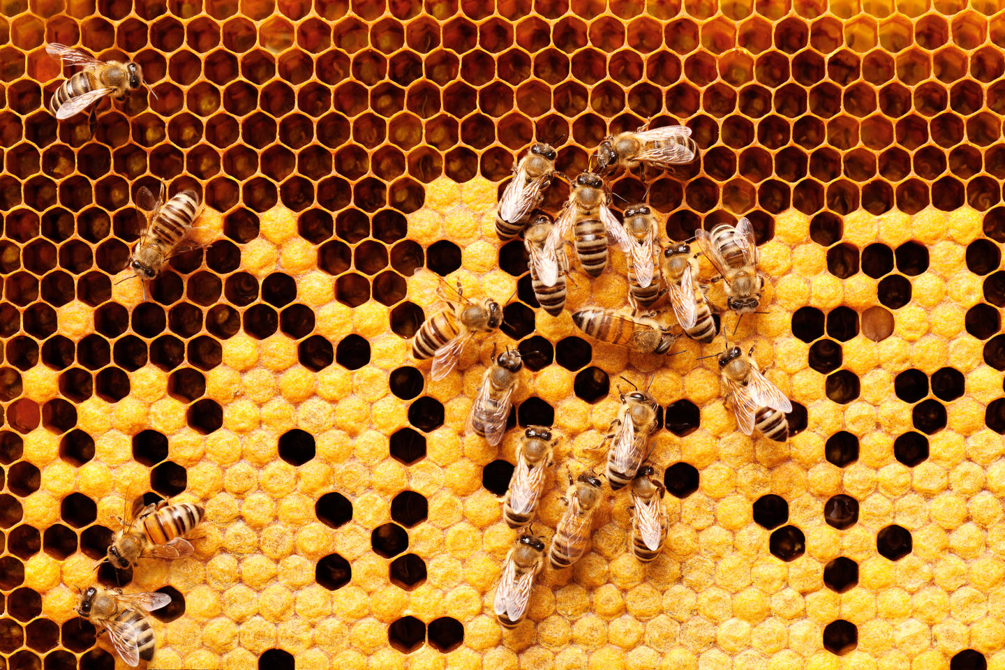 Bees on honeycomb.