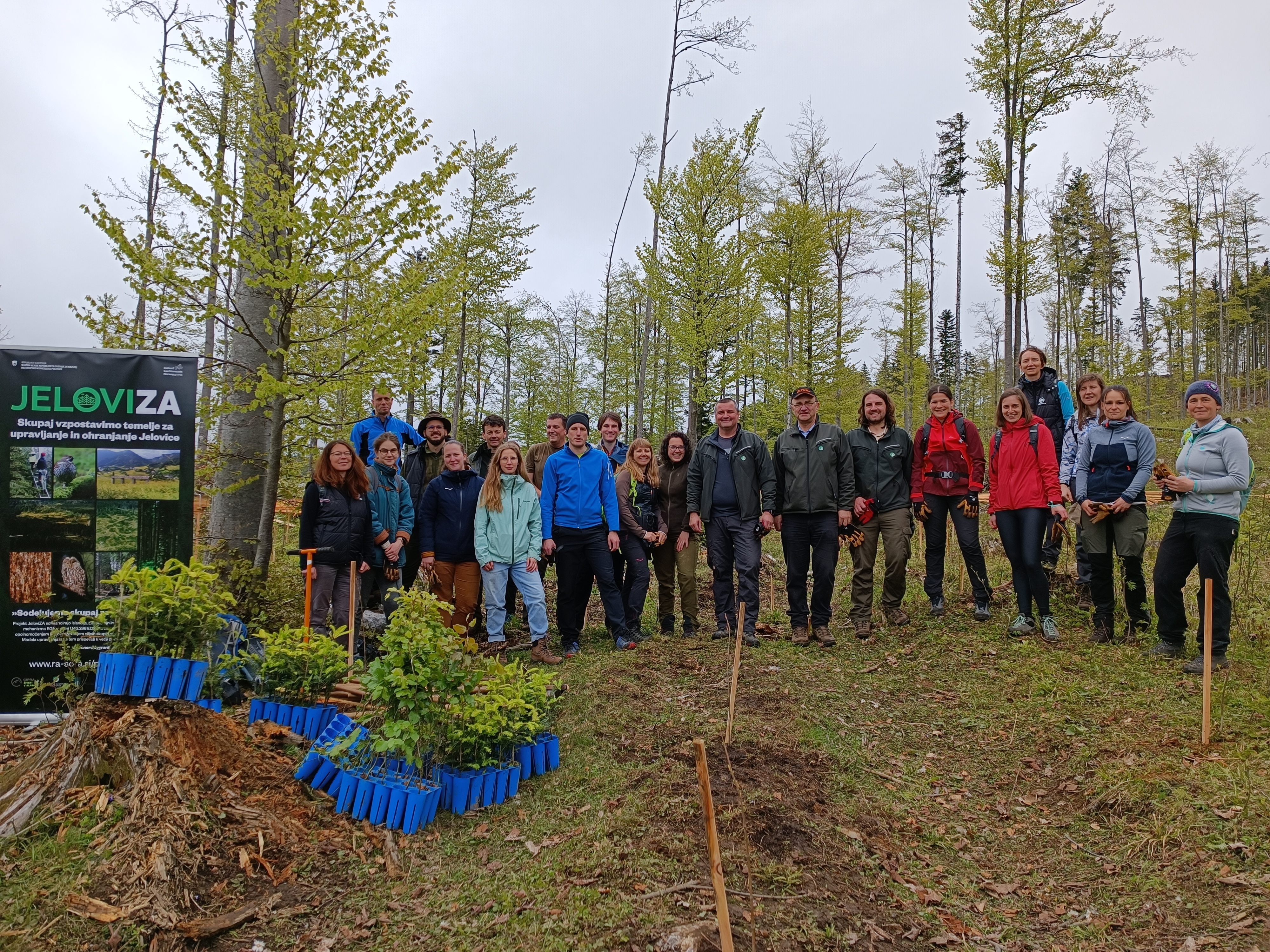 Skupina ljudi sredi gozda, na levi stani promocijsko stojalo projekta JeloviZA in pred njim pripravljene sadike iglavcev za sadnjo.