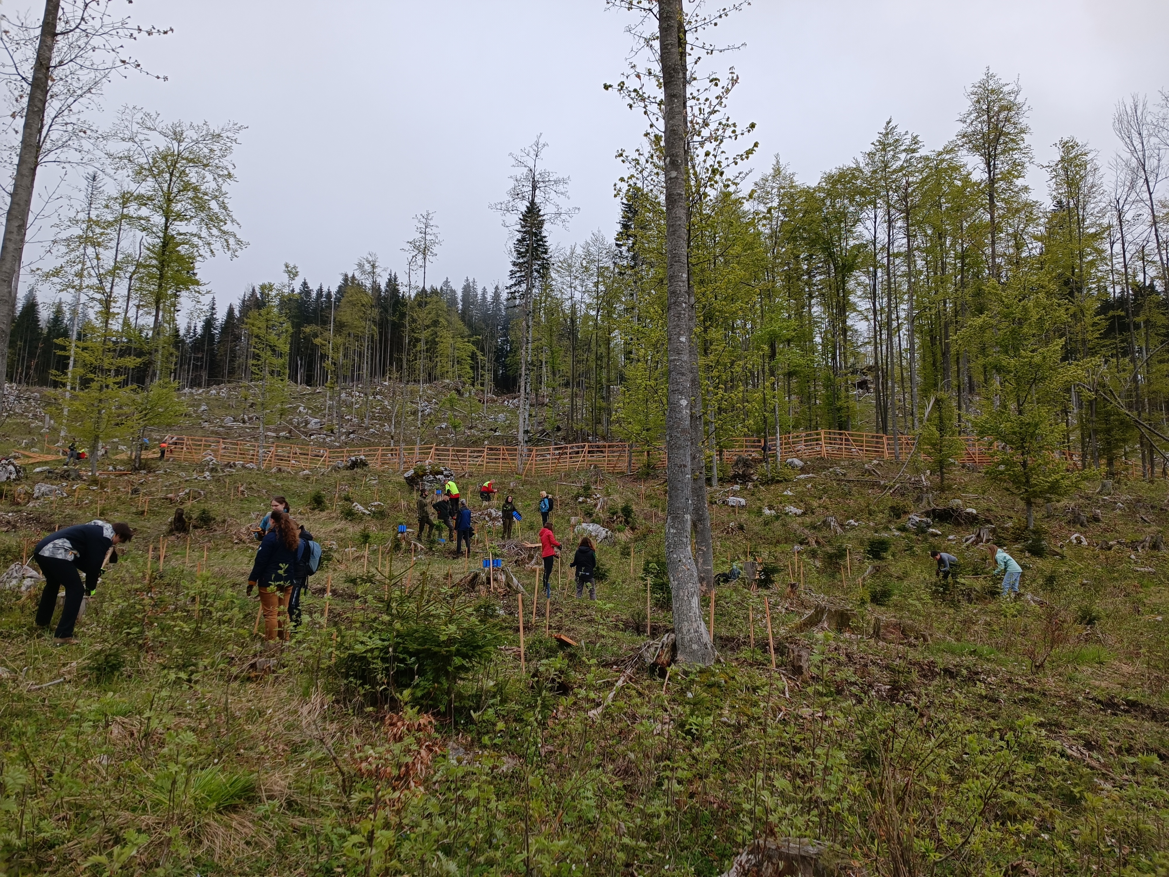 An unforested hillside in the middle of a forest, surrounded by a wooden fence and a group of people planting young conifers