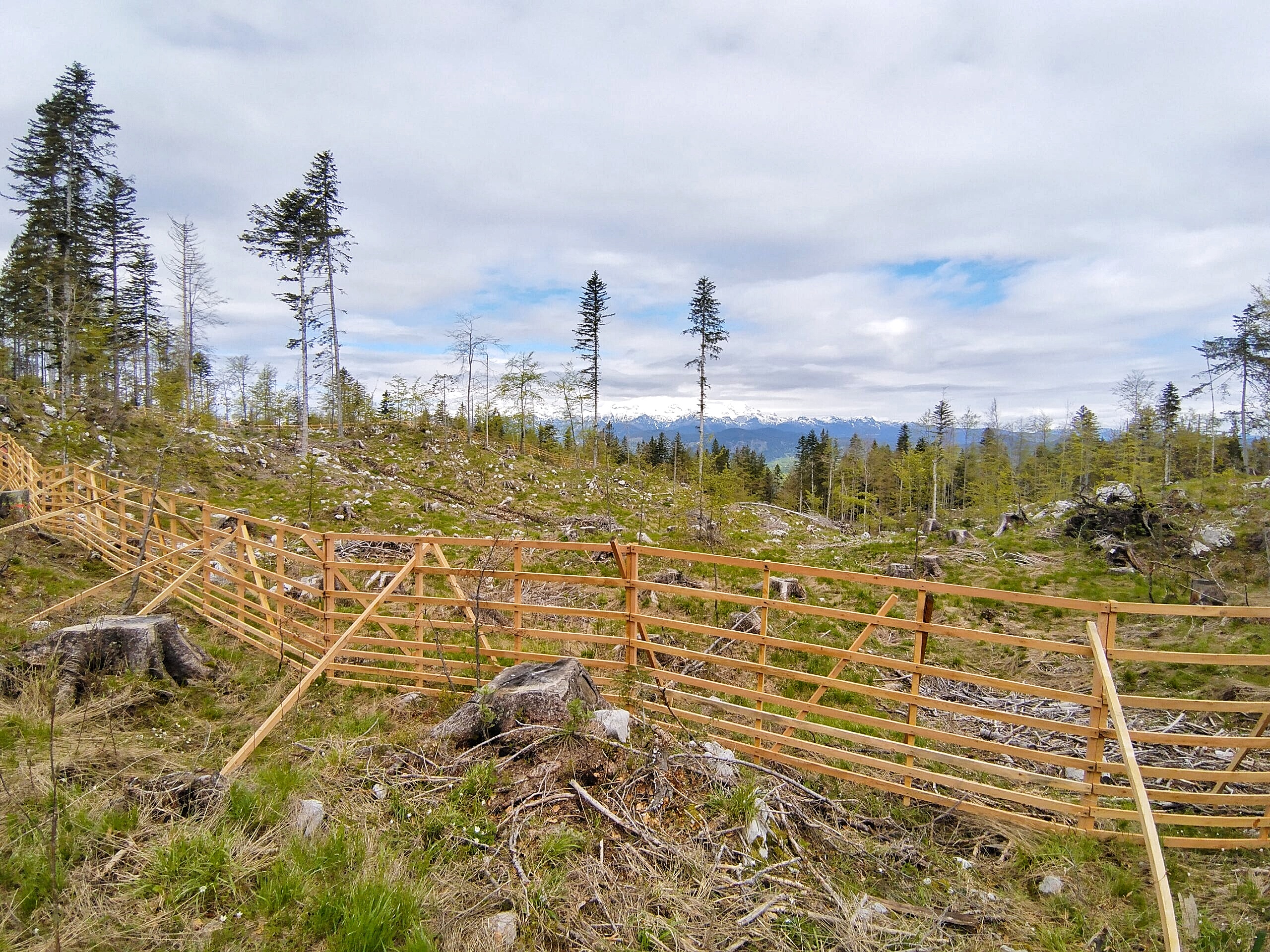 Wooden fence on Jelovica plateau, cut slope, some individual conifers