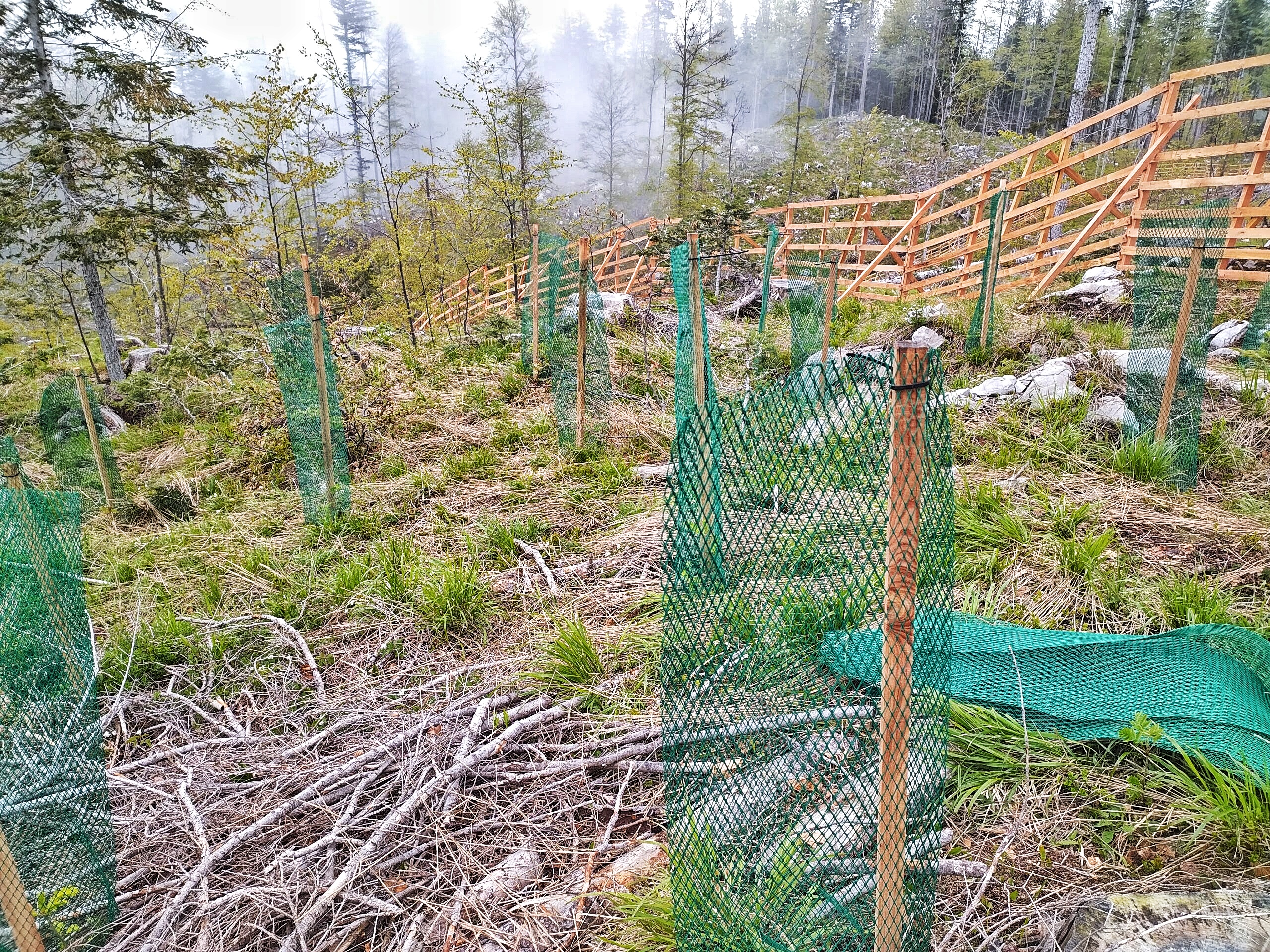 Young saplings, a wooden fence and a forest