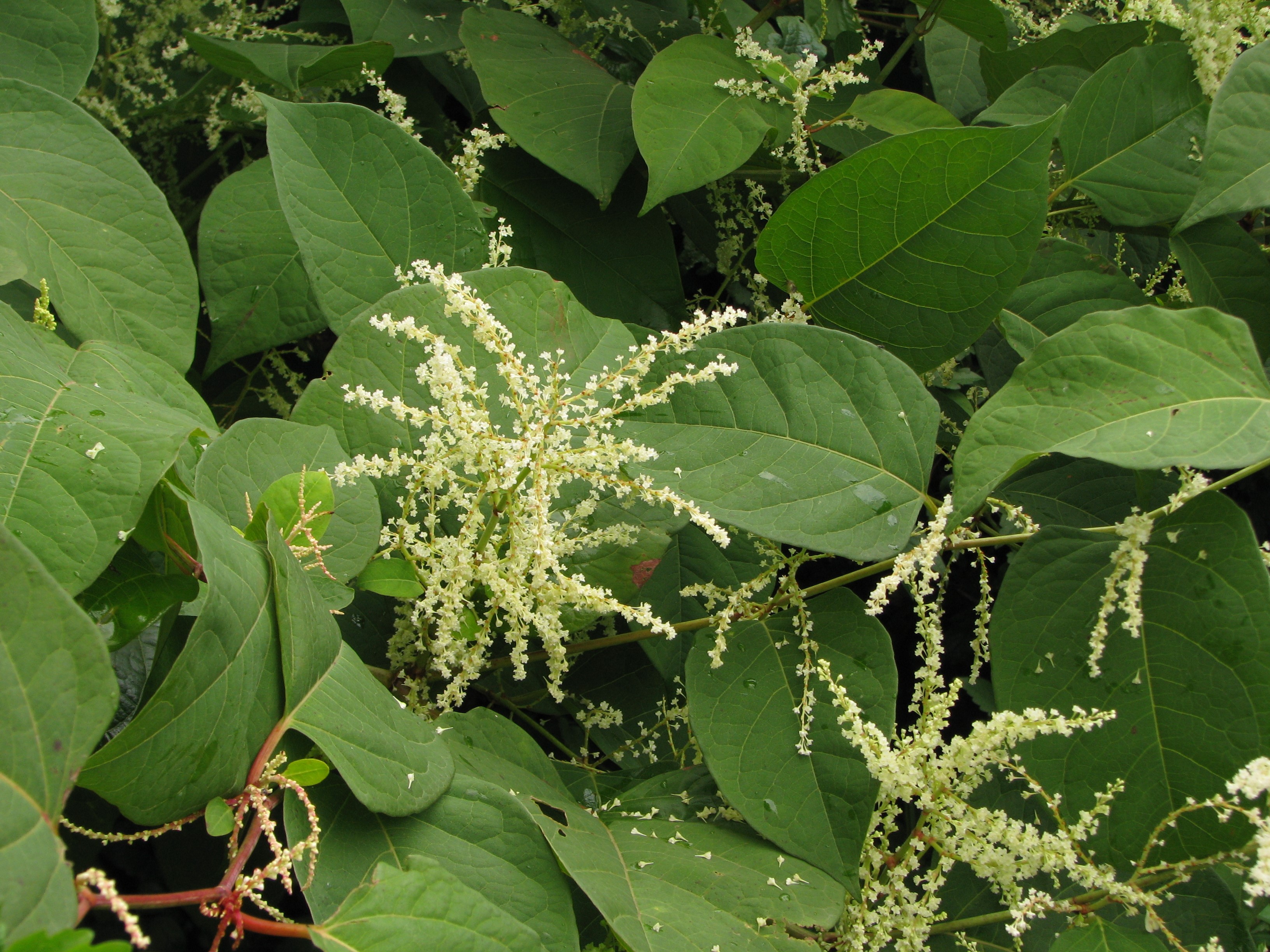 Japanese Knotweed