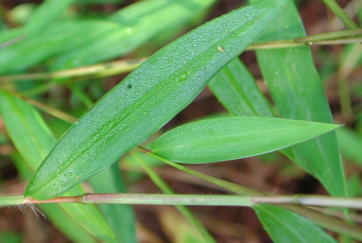 An invasive plant.